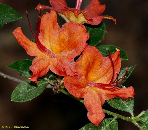 {Rhododendron cumberlandense}